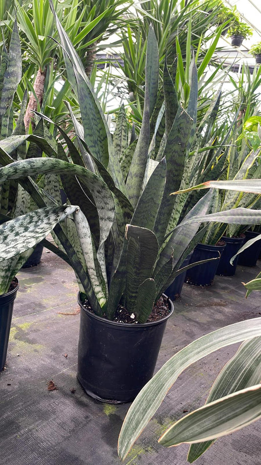 10" Sansevieria Zeylonica