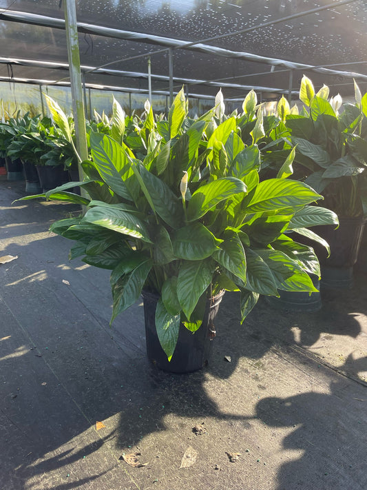 8'' Spathiphyllum ''Mojo''