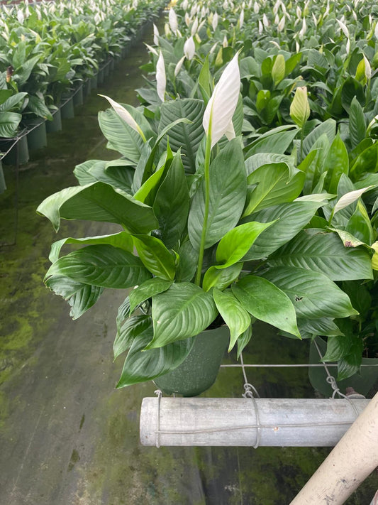 6'' Spathiphyllum ''Mojo''