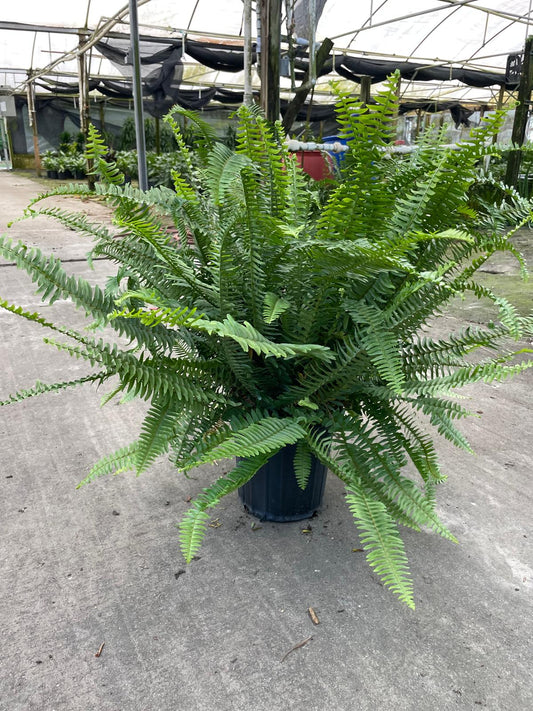 8'' Kimberly Queen Fern