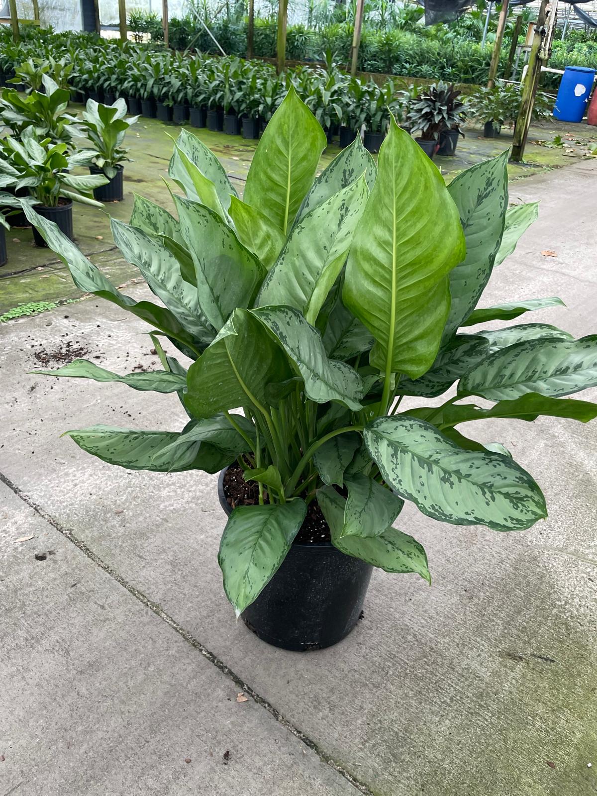 14'' Aglaonema BJ Freeman – El Clair Foliage