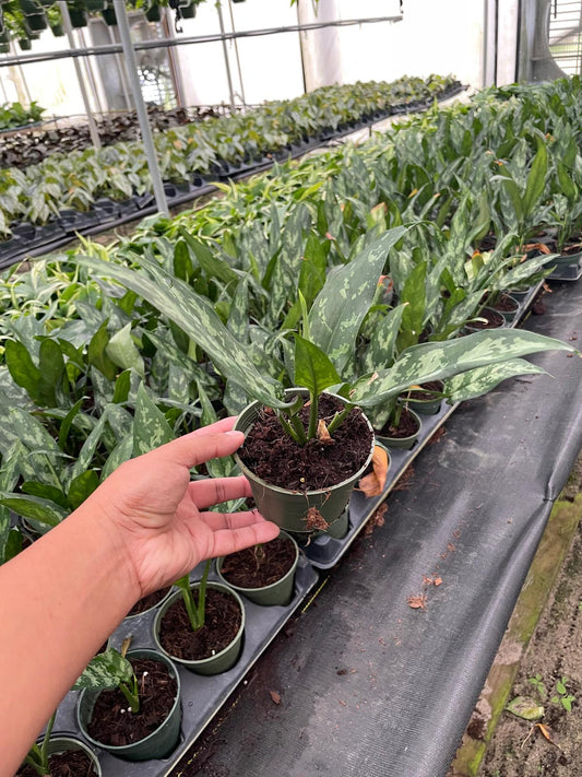 4'' Aglaonema Maria