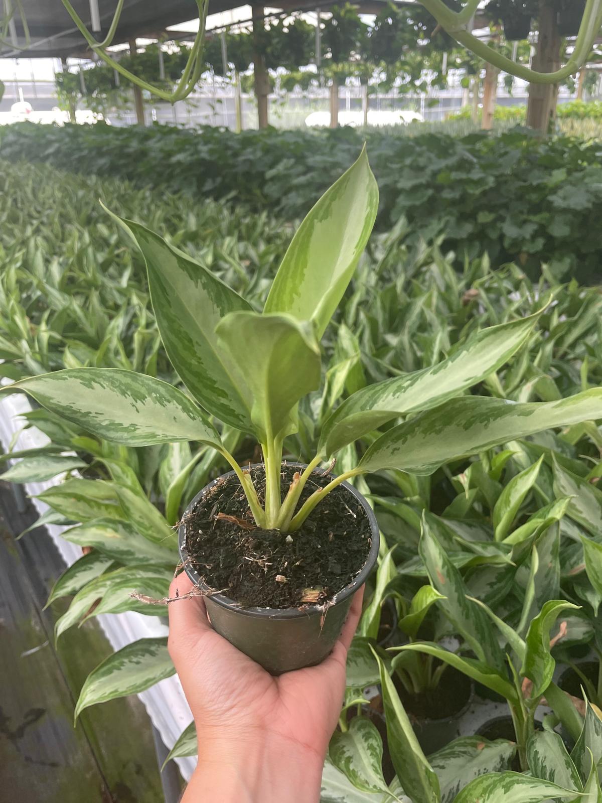 4'' Aglaonema Leprechaun