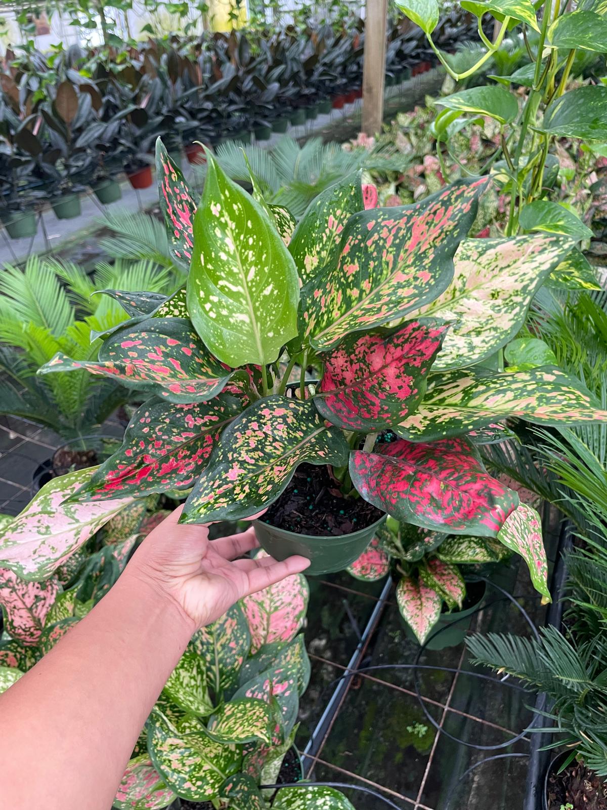 6'' Aglaonema Wishes