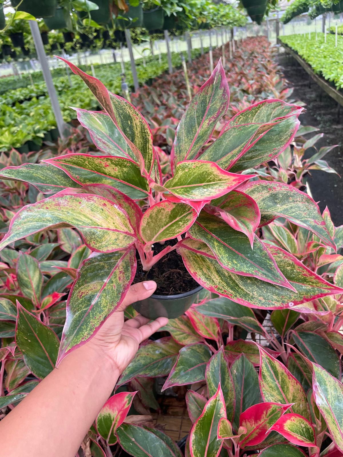 6" Aglaonema Siam Red