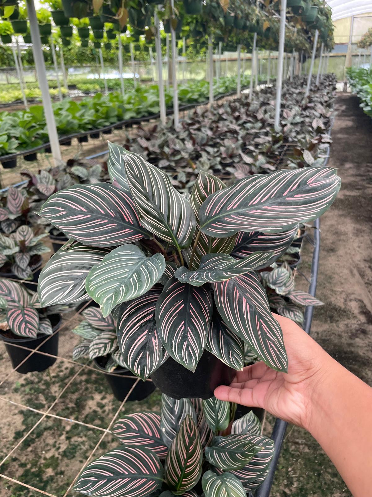 6" Calathea Ornata