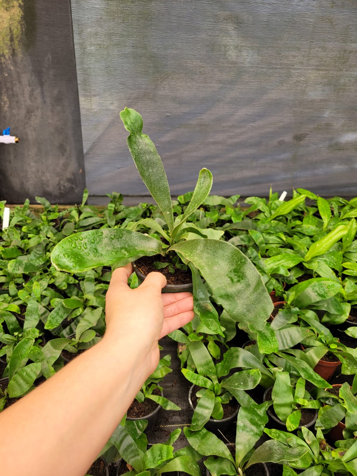 4'' Staghorn Fern ''Netherlands''